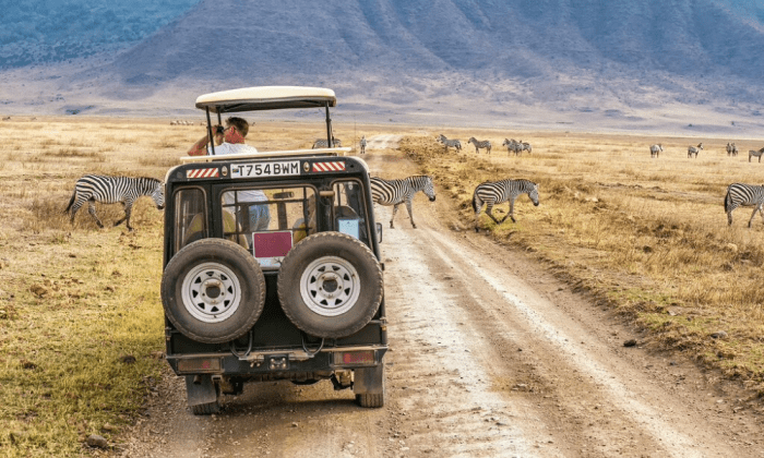 Safari tanzania safaris guide africa quick exceptional choose